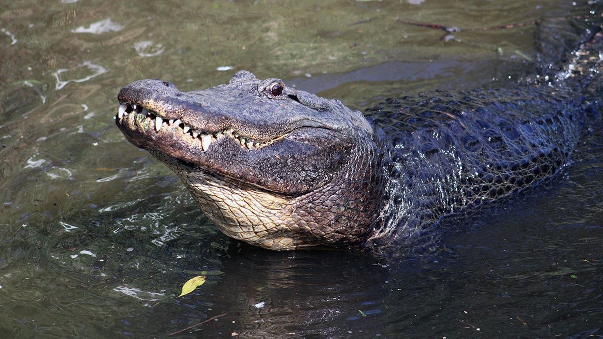 Staff participate in the Crocodilian Biology and Management Course at St. Augustine Alligator Farm Zoological Park.