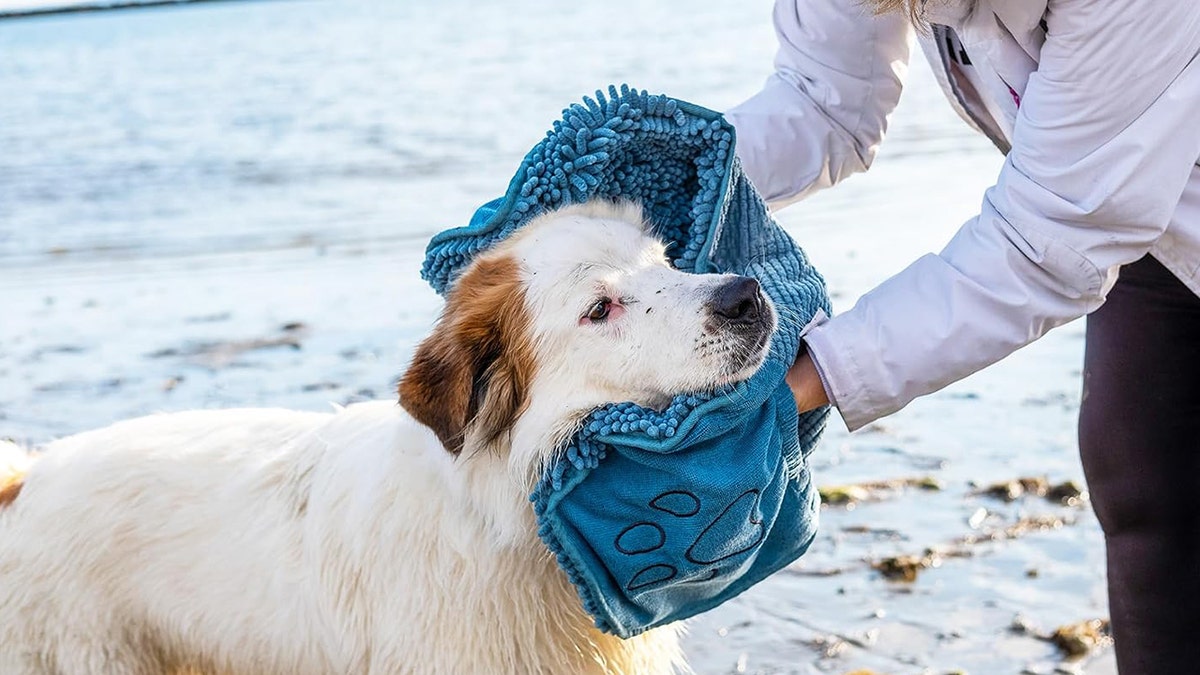 Dry off your pup fast after swims or rainy walks.