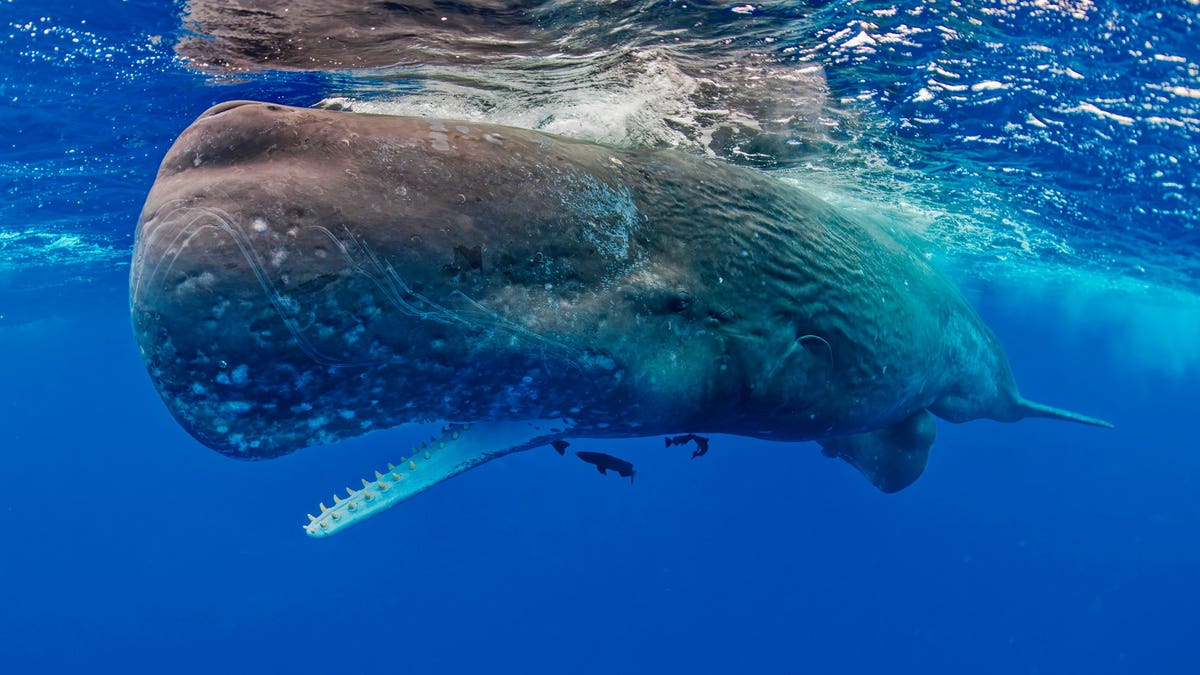 Female sperm whale swims with calf in ocean waters.