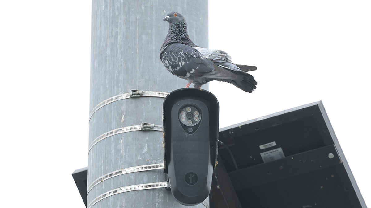 A pigeon perched on a camera tied to a roadside post