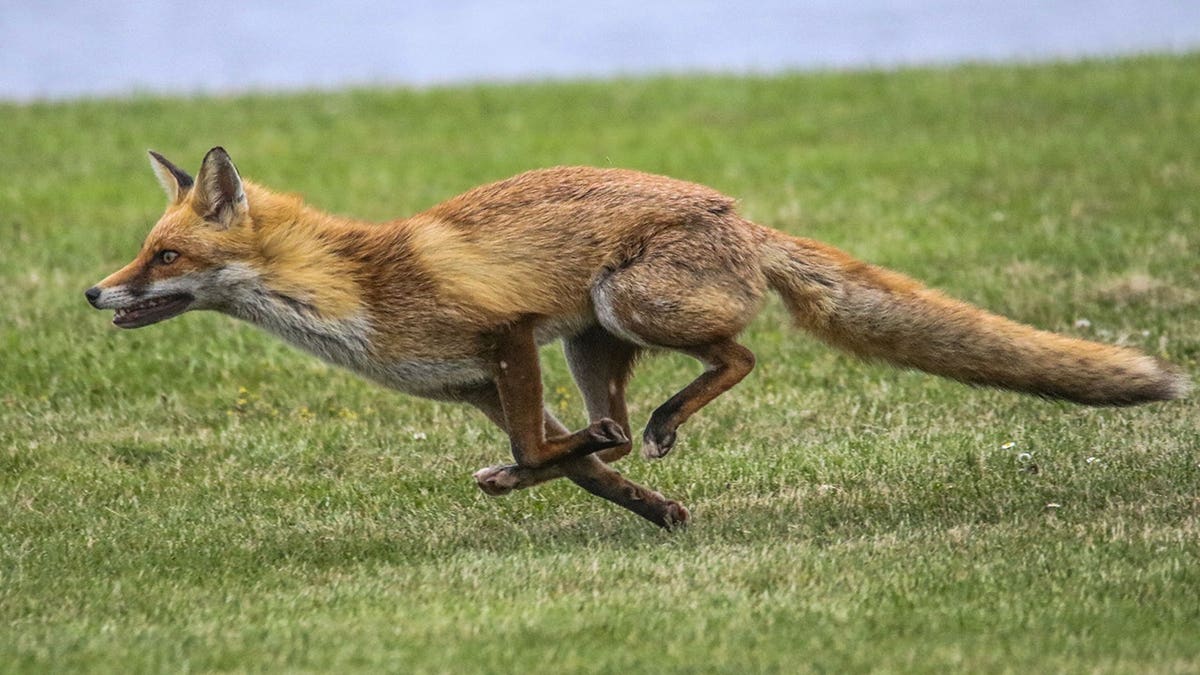Fox running at Stokes Bay in Gosport.