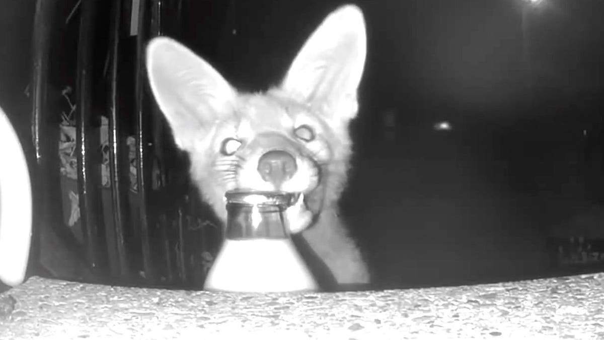 A fox carries a milk bottle in its mouth on a doorstep.