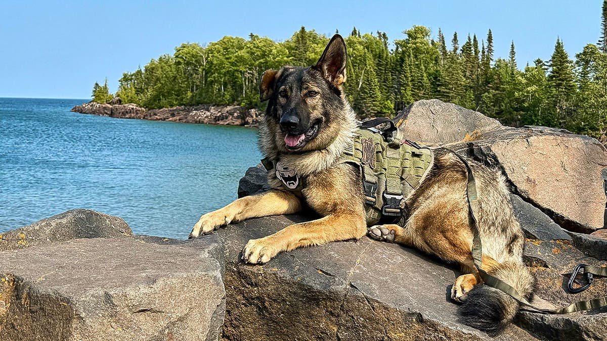 german shepherd lying on rocks by lake