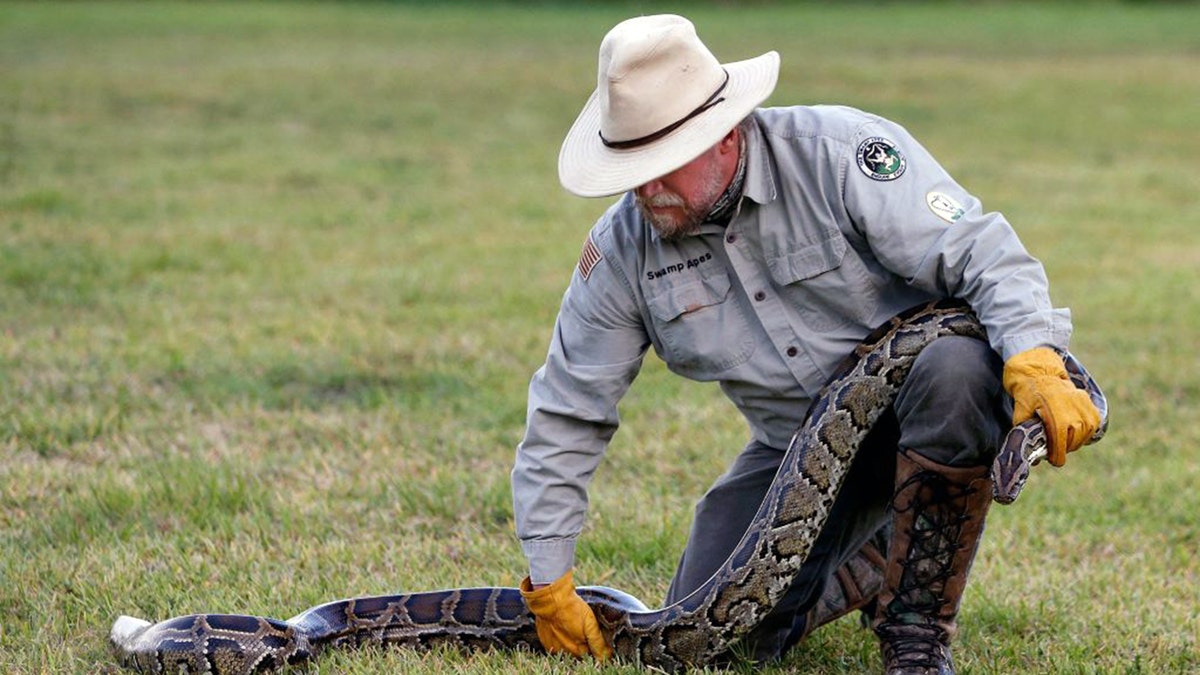 Tom Rahill, founder of Swamp Apes, handles a Burmese python at Everglades Holiday Park in Fort Lauderdale, Florida on April 25, 2019.