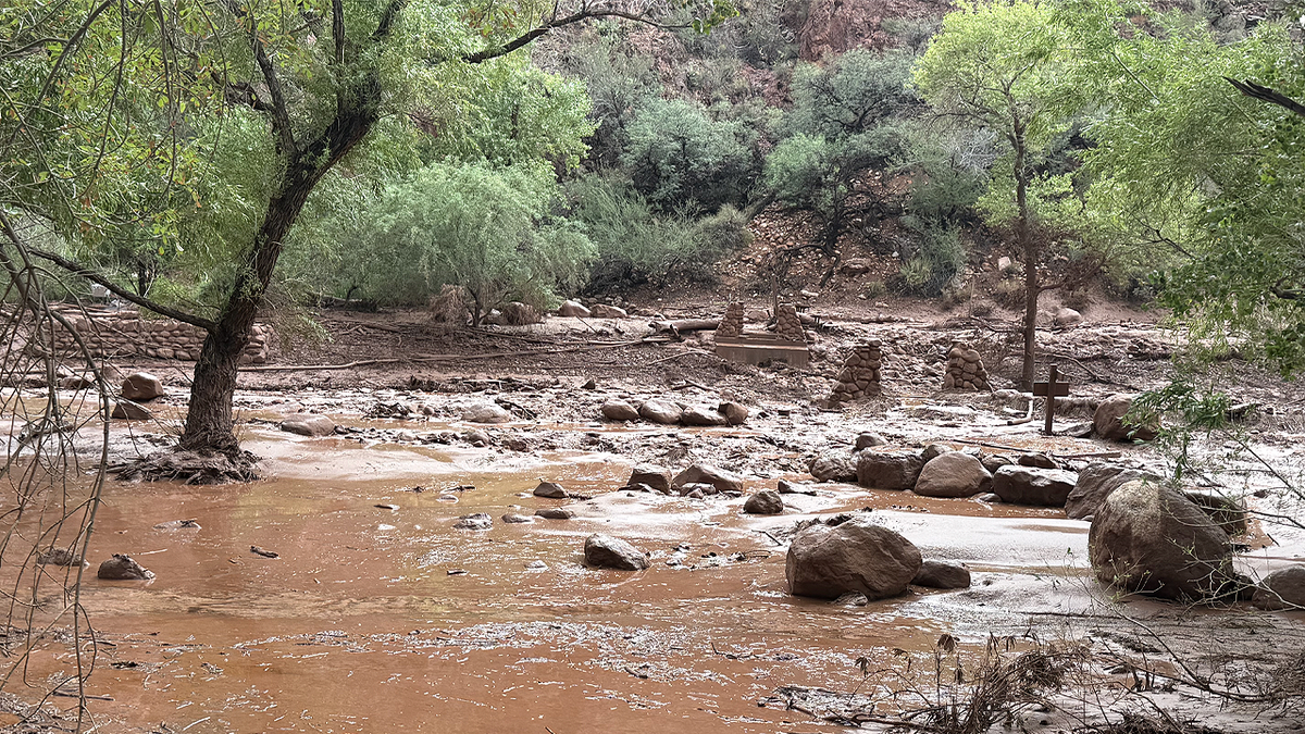 Muddy floodwater and debris flow through a tree-lined section of Bright Angel Canyon in Grand Canyon National Park.