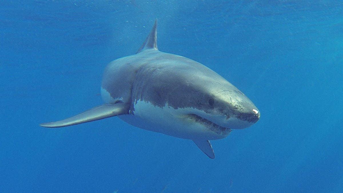 Great white shark approaches near Isla Guadalupe in the Pacific Ocean.