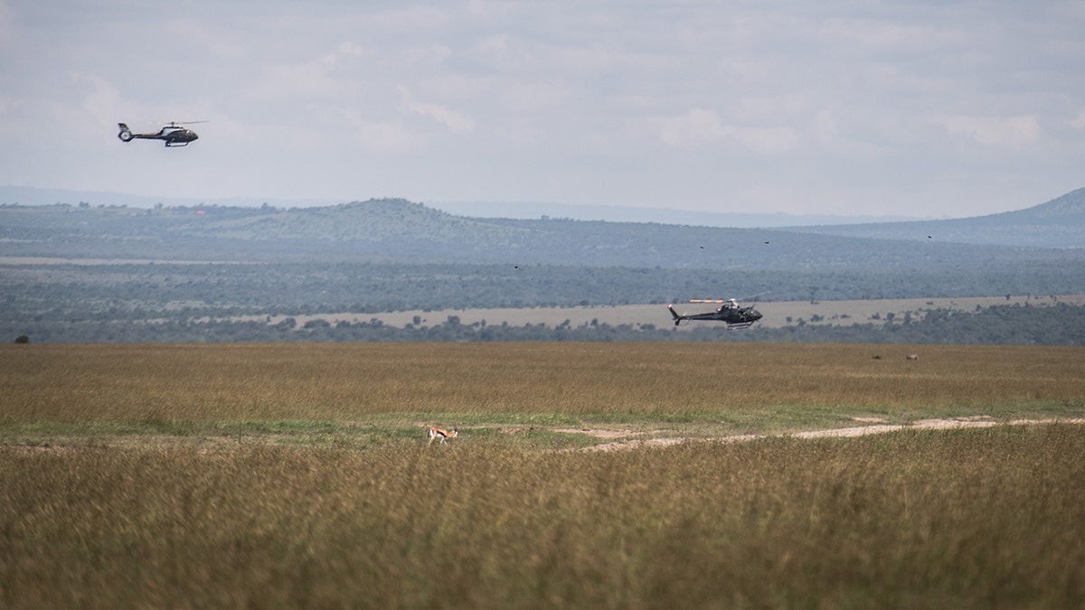helicopters hover wildlife