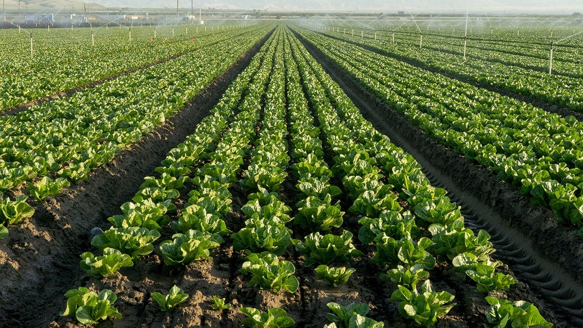 Lettuce crop is watered in a field in Bakersfield, California.