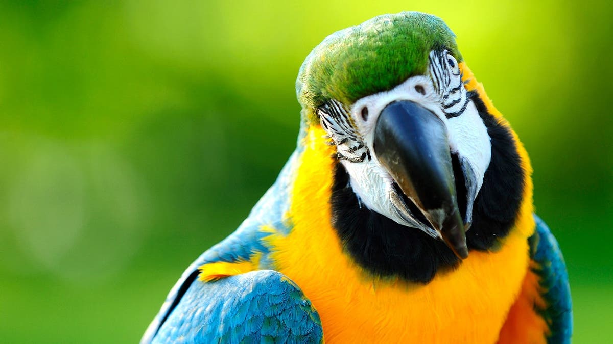 Parrot