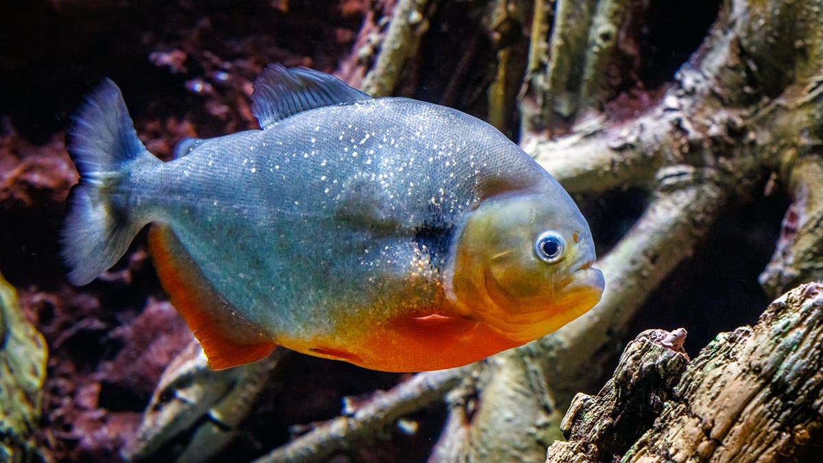 Piranha fish swim in the Michin aquarium.