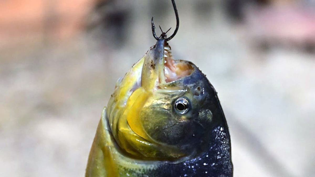 Piranha hangs on a hook in the Pantanal, Brazil.