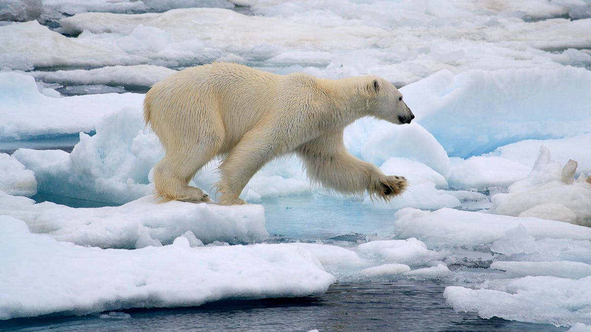 Polar bear stands on white surface.