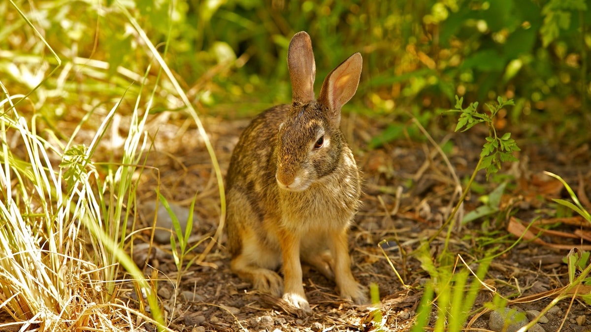 Rabbit in woods