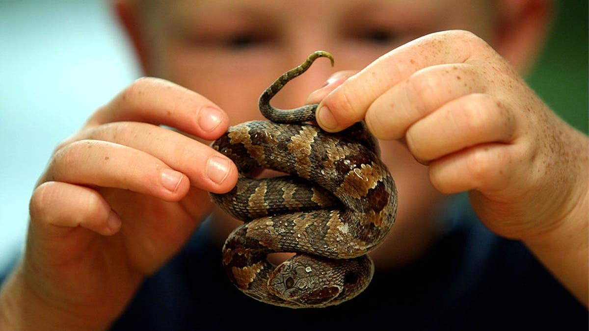 juvenile cottonmouth snake