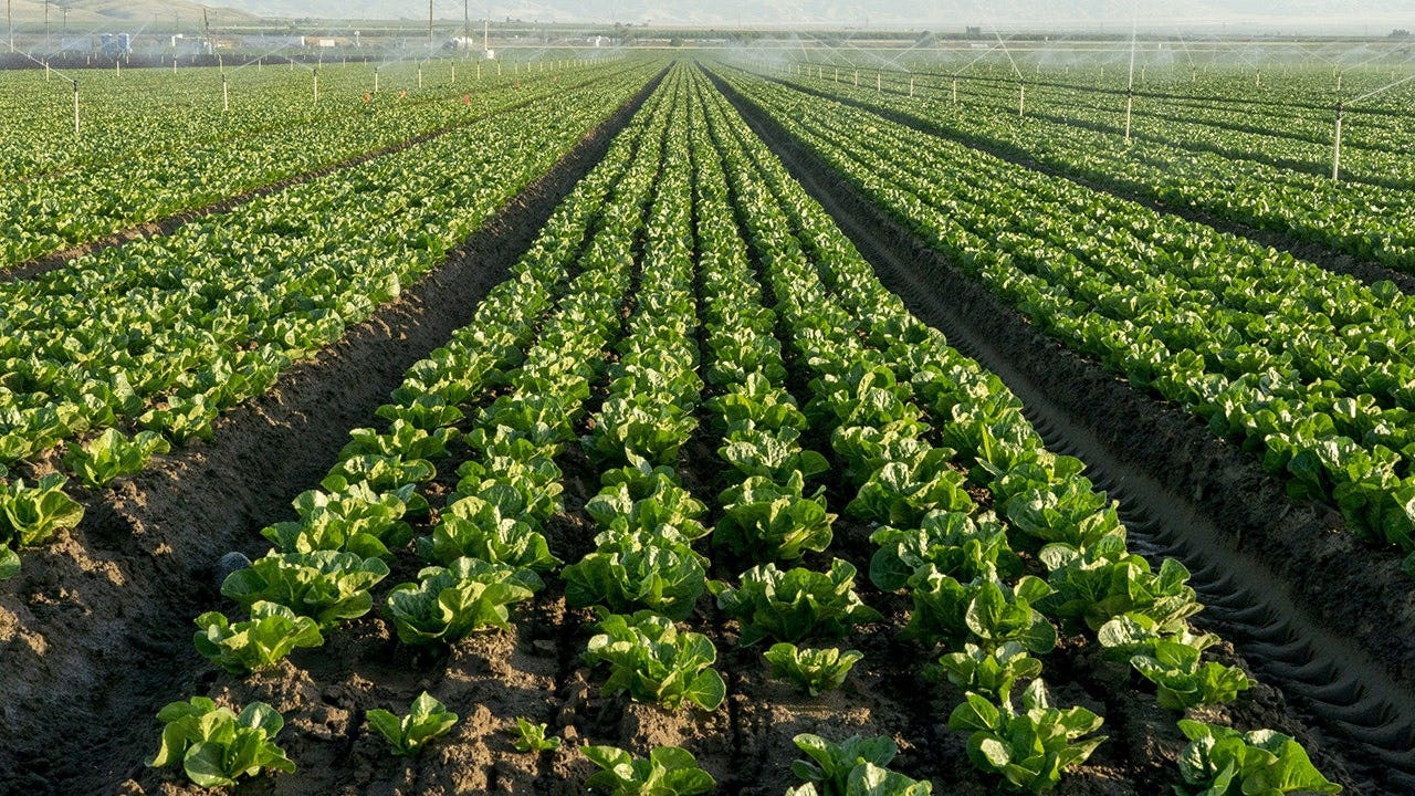 foxnews.com - Brie Stimson - Lettuce farmers plow crops back into soil as cyclosporiasis fears tank demand for fresh greens