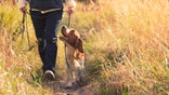 15 dog essentials that make late-summer walks and road trips easier