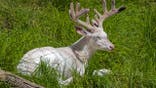 A resting deer with antlers in velvet.