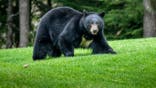 A black bear in the wild.