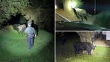 Samuel Ramos Palomino assists San Mateo County sheriff’s deputies and California Highway Patrol officers with a loose bull