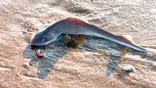 Dogfish washed on shore