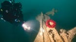 Diver inspecting Royal Navy ship and wreath