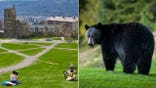 Split of Cornell University campus and a black bear