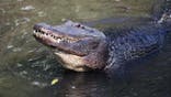Staff participate in the Crocodilian Biology and Management Course at St. Augustine Alligator Farm Zoological Park.