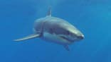 Great white shark approaches near Isla Guadalupe in the Pacific Ocean.