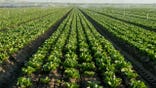 Lettuce crop is watered in a field in Bakersfield, California.