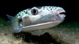 Toxic, bone-crushing fish from Hell terrorizes vacation waters