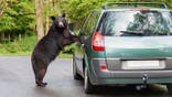 Black bear stands on hind legs inspecting a green car on a forest road.
