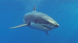 Los avistamientos de tiburones blancos han aumentado en la zona y este socorrista de 71 años no quiere correr ningún riesgo.