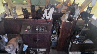 Police rescue 60 cats and kittens from abandoned sailboat off Washington beach after 6-day operation