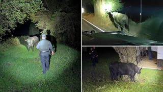 Late-night bull run ends with a little cowboy know-how on busy California highway