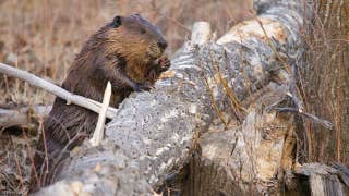 Maryland rocked by third beaver attack in weeks after 2 animals test positive for rabies