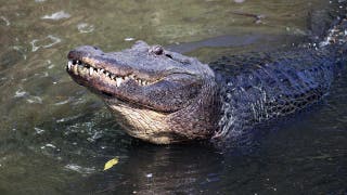 Son of Florida alligator attack victim says tourists and TikTokers are emboldening the gators