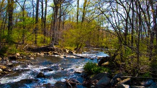 Dangerous rabid beavers attack 2 teens, with 1 airlifted and popular park partially closed