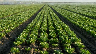 Lettuce farmers plow crops back into soil as cyclosporiasis fears tank demand for fresh greens