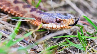 High school football player practices with venomous snake hiding inside helmet before coach's discovery