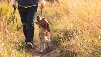 15 dog essentials that make late-summer walks and road trips easier - Fox News