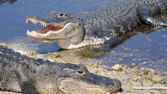 Woman battled to keep alligator's jaws closed as she pushed toward the surface - Fox News