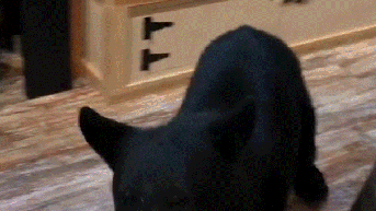 'It's not a puppy': Woman reacts as boyfriend chats with bear inside Tennessee shop - Fox News