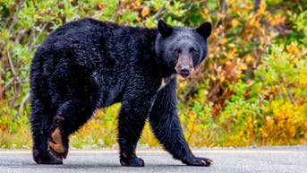 Crowd at Mount Rainier inches up to a wild bear and the footage will make you cringe - Fox News