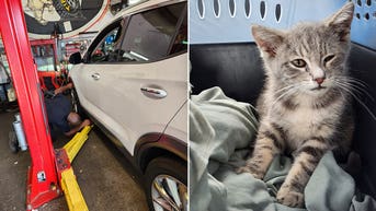 College student finds tiny stowaway beneath car after interstate road trip - Fox News