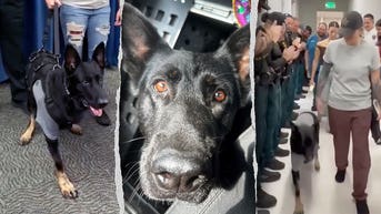 'Always be one of our heroes': K-9 Ace retires after being shot protecting deputies - Fox News