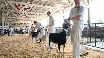 Petting zoo visitors warned after disturbing discovery involving baby goats - Fox News