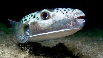 Bone-crushing toxic puffer fish invades waters near popular vacation hot spot - Fox News