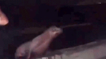 California teen faces prison after viral video shows him squaring up, repeatedly kicking sea lion in the face - Fox News