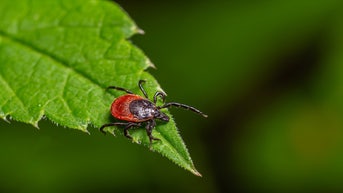 Tick-borne 'rabbit fever' spreads with cases reported near major metro area - Fox News