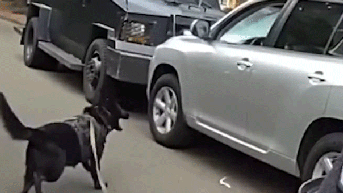 Police tried everything before sending a K-9 through the driver's window - Fox News